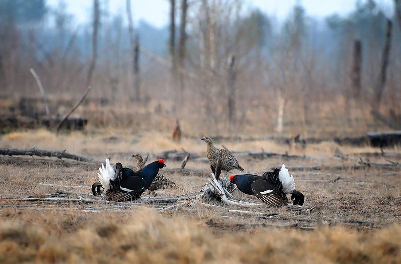 Тетеревиный ток фото превью
