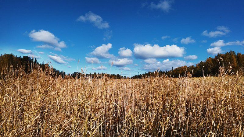 #nature #sky #sun #summer #beach #beautiful #pretty #sunset #sunrise #blue #flowers #night #tree #twilight #clouds #beauty #light #cloudporn #photooftheday #love #green #skylovers #dusk #weather #day #red #iphonesia #mothernature summer cloud фото превью