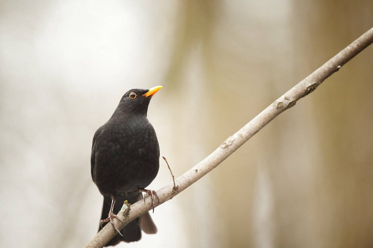 , Юрий Кулаков