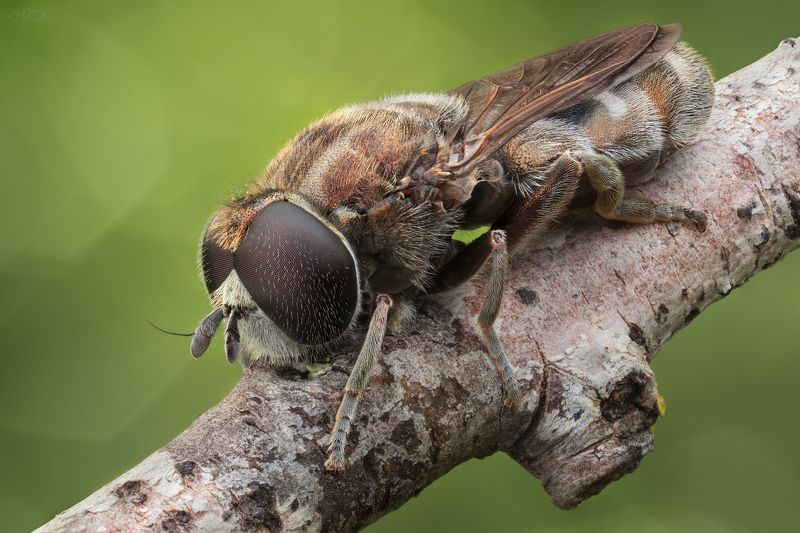 журчалка,  syrphidae Власоглазка фото превью