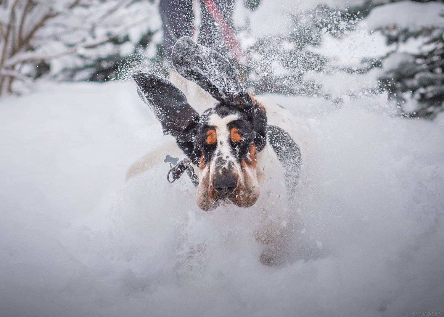 бассет, бассет зимой, зима, Irina