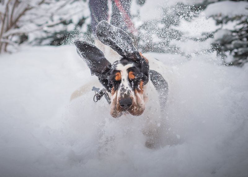 бассет, бассет зимой, зима Б52 фото превью