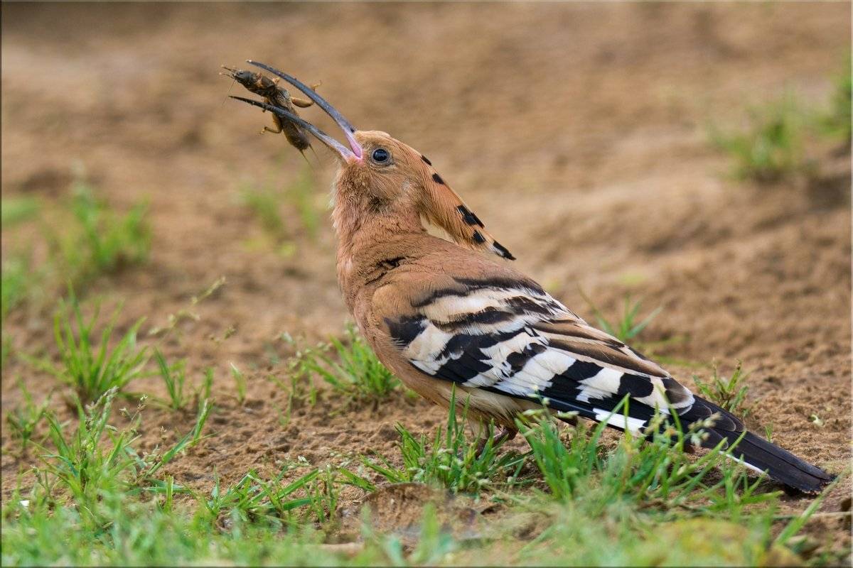 удод, медведка, март, весна, Людмила Бекман