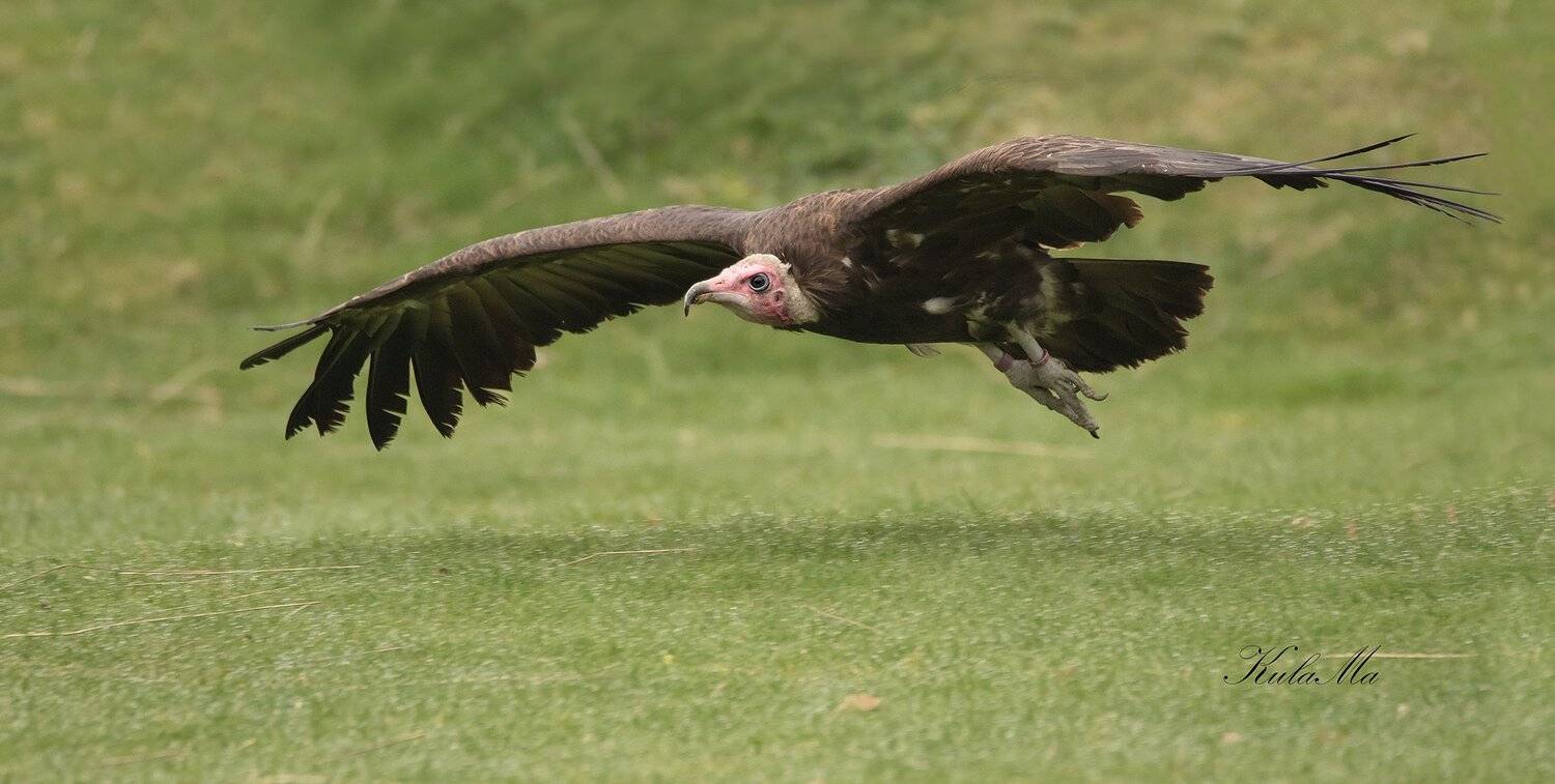 Birds, Birds of Prey, Vulture, Flight, Action, Maria Kula