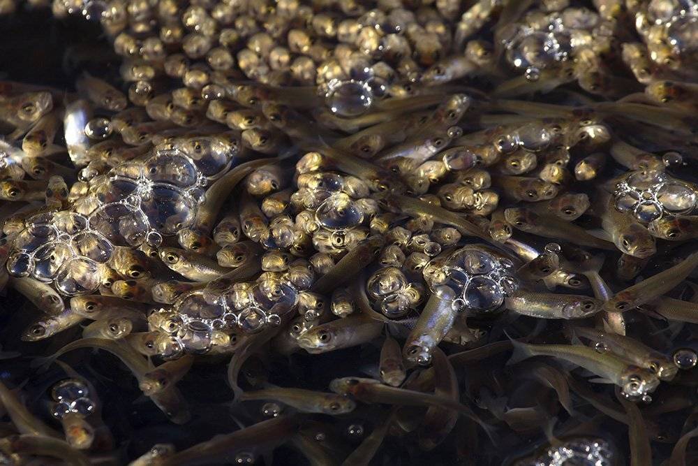 , Иваненко Светлана