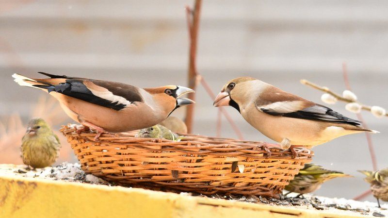 листопад Влюбленная парочка (дубонос, птицы на кормушке) фото превью