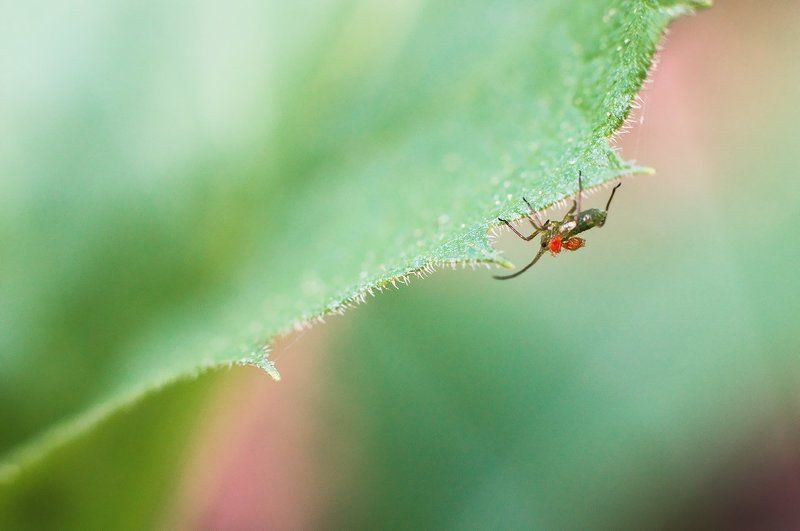макро  фото превью