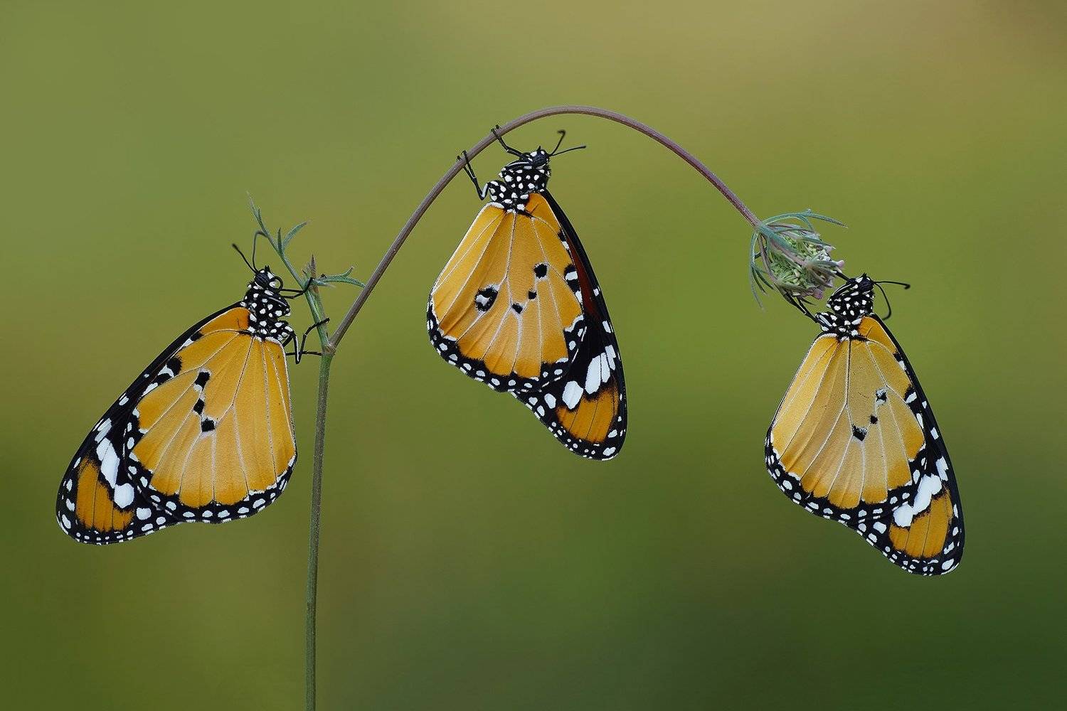 animal,nature,macro,butterfly,african monarch-plain,african queen, three, Savas Sener