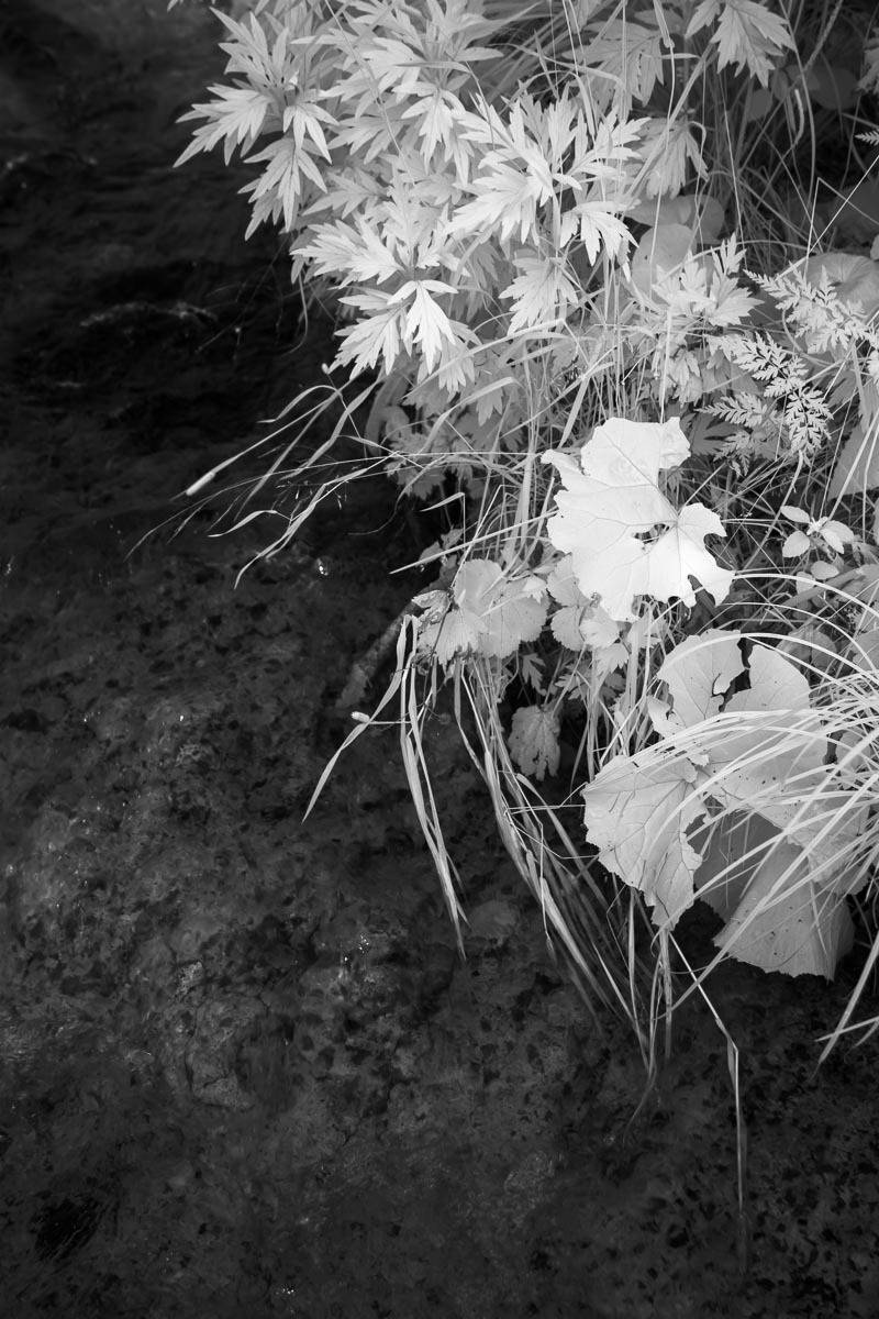 Инфракрасная съемка, Кунашир, Курильские острова, трава, ir, вода, река, Сергей Козинцев