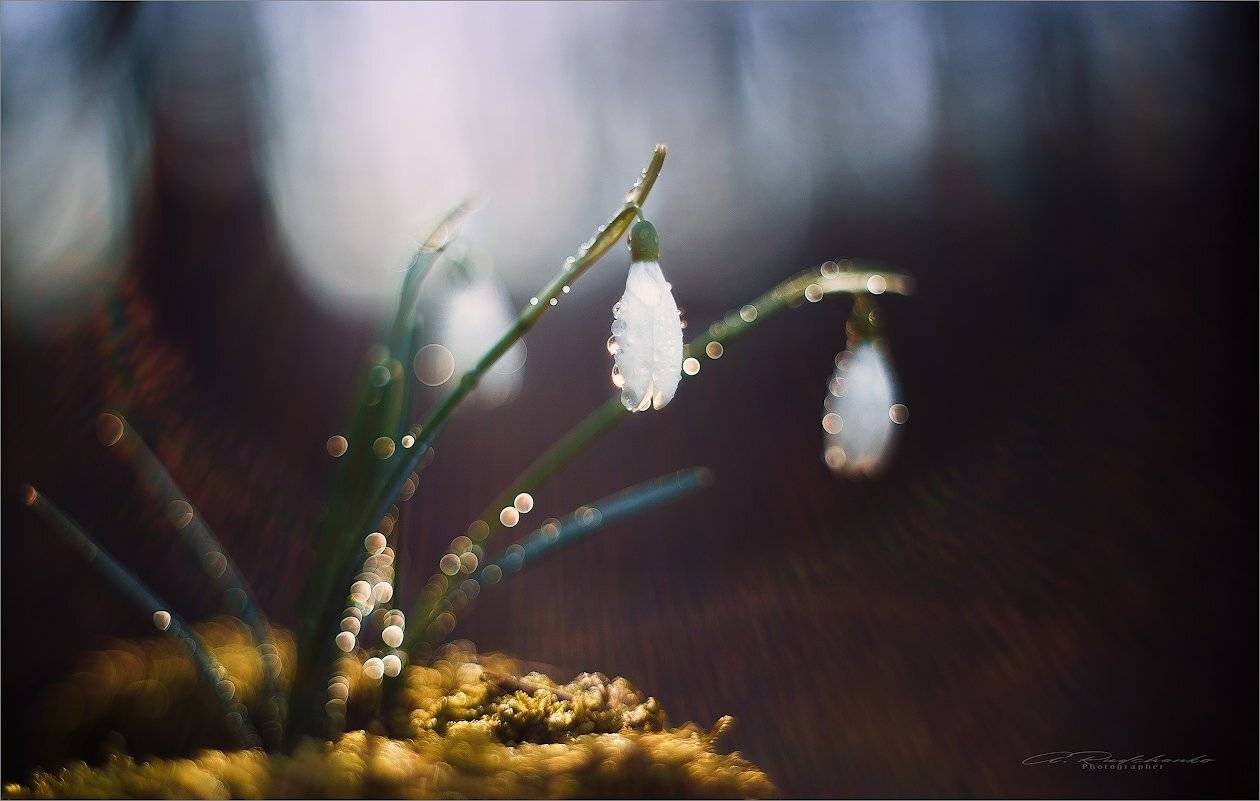 , Рудченко Анатолий