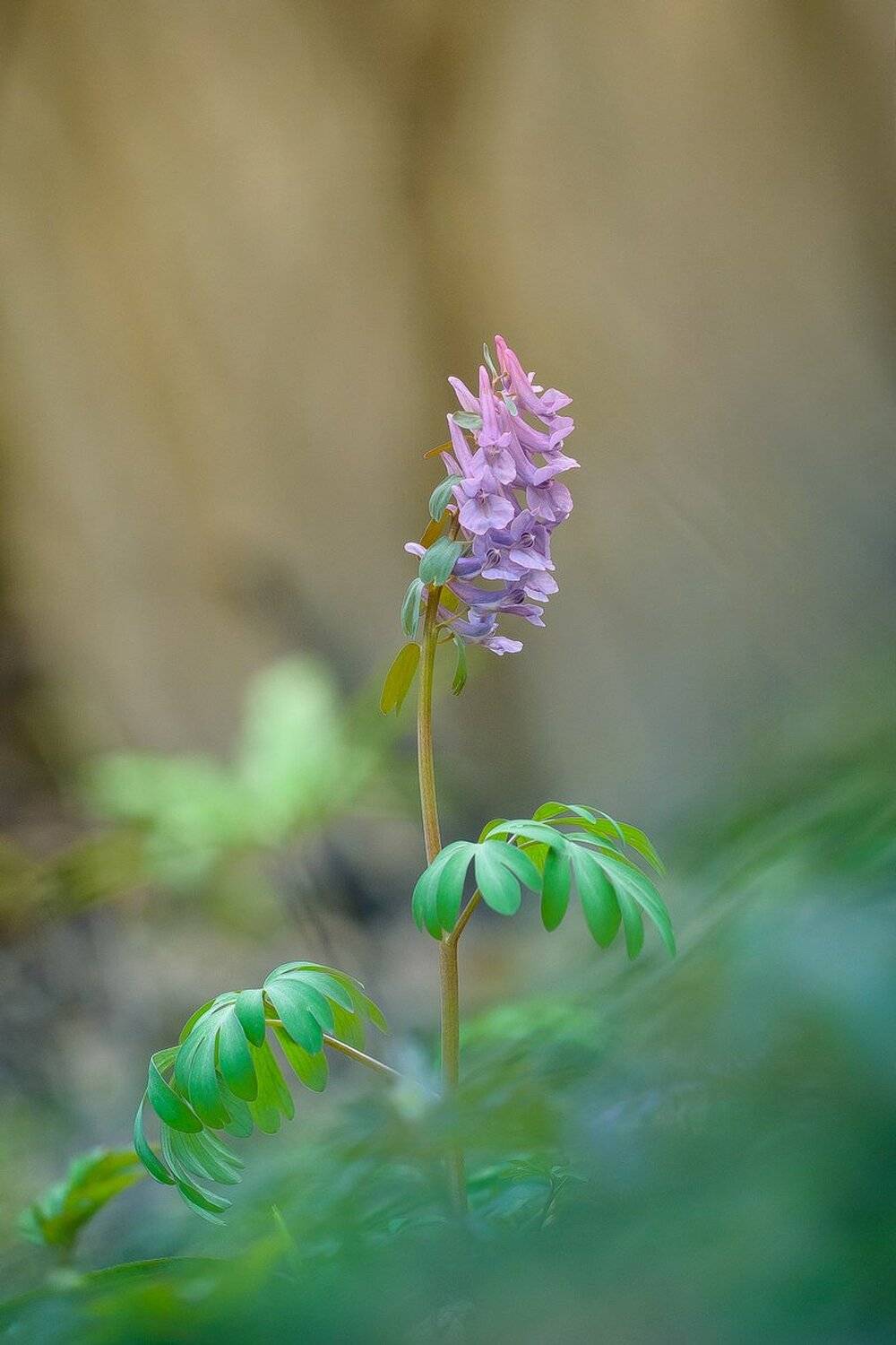 , Кузнецов Дмитрий