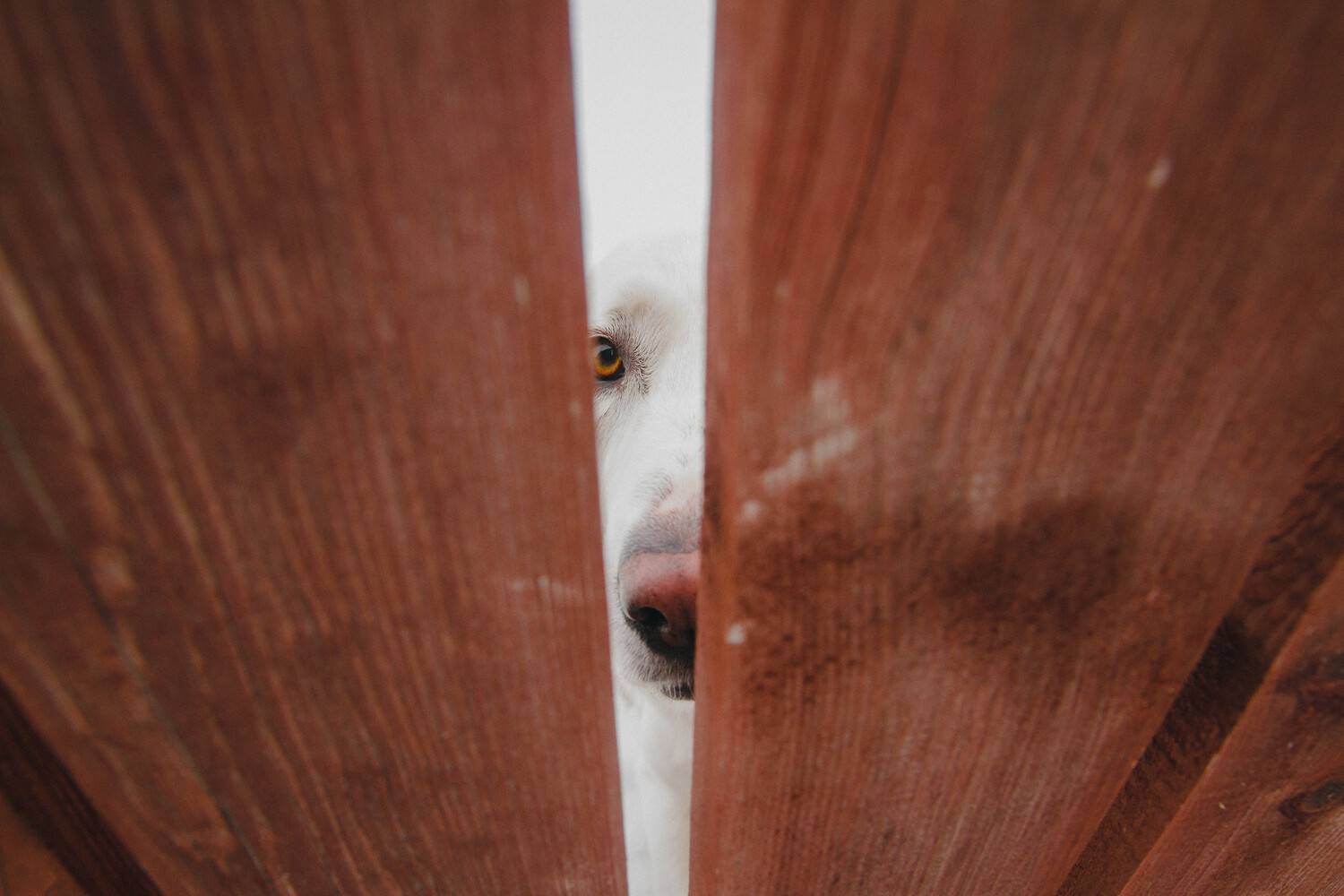 собака пёс деревня зима забор, Воронин Вова