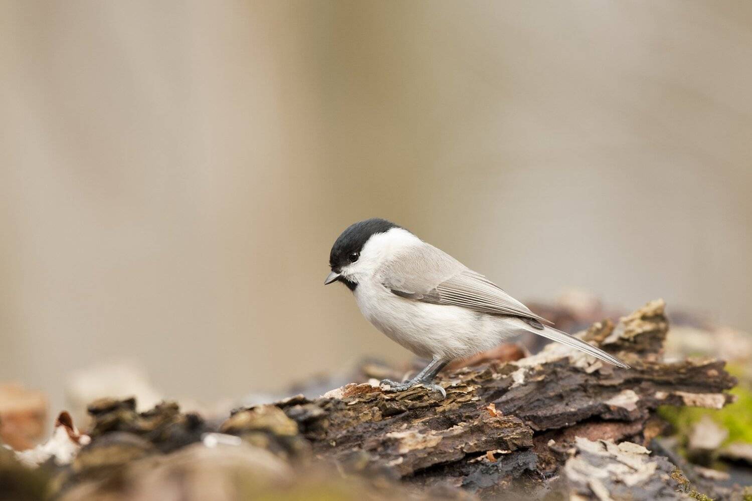 , Юрий Кулаков