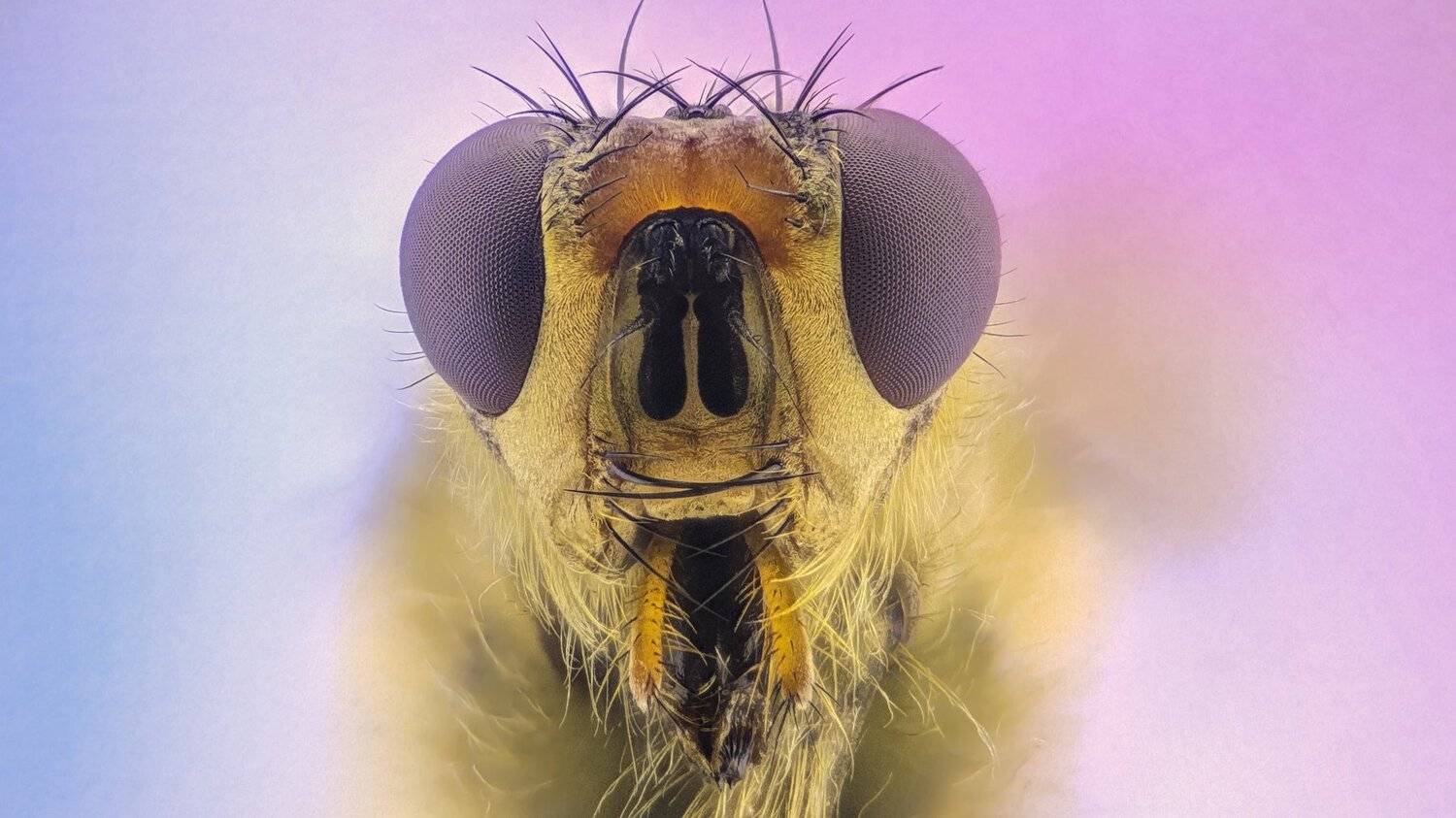 ceclii,macro,lgg4, extremmacro, Tsvetan Ganev