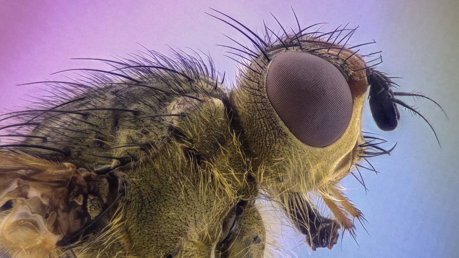 ceclii,macro,lgg4, extremmacro, Tsvetan Ganev