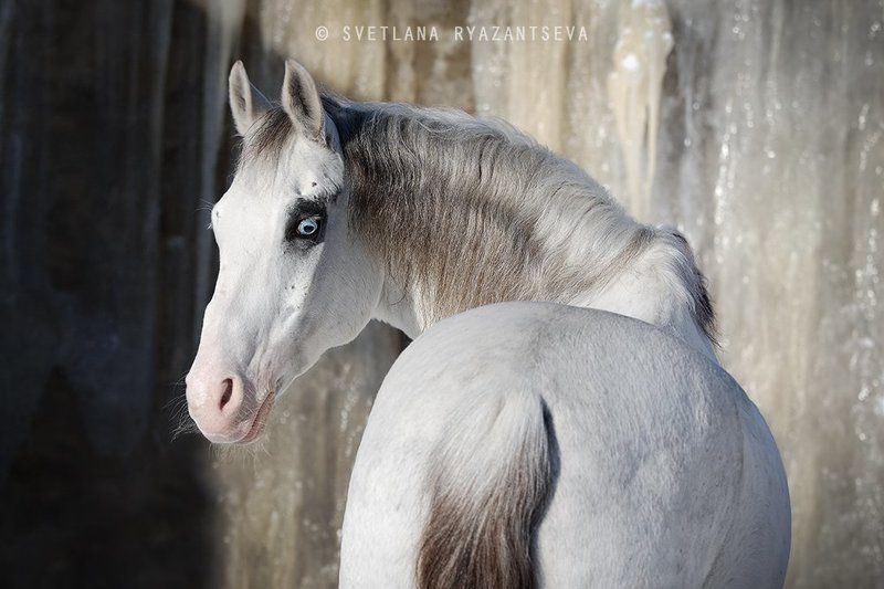 horse, white, grey, portrait, pinto, лошадь, серая, белая, портрет Зефир фото превью