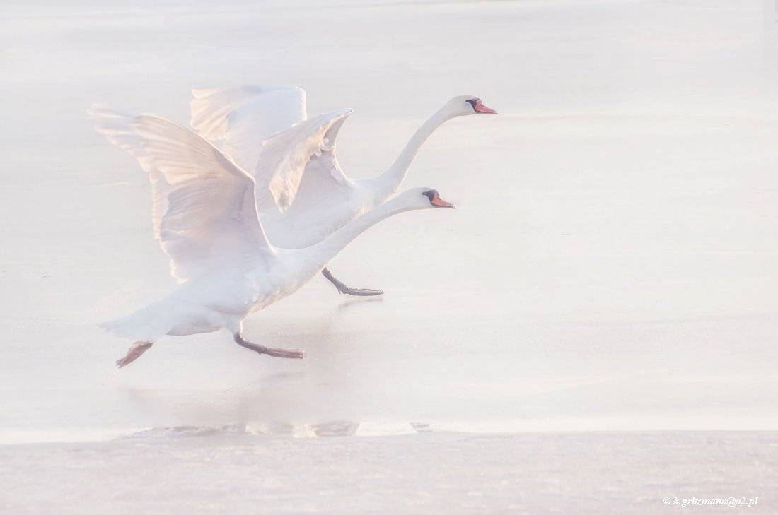 birds, Katarzyna Gritzmann