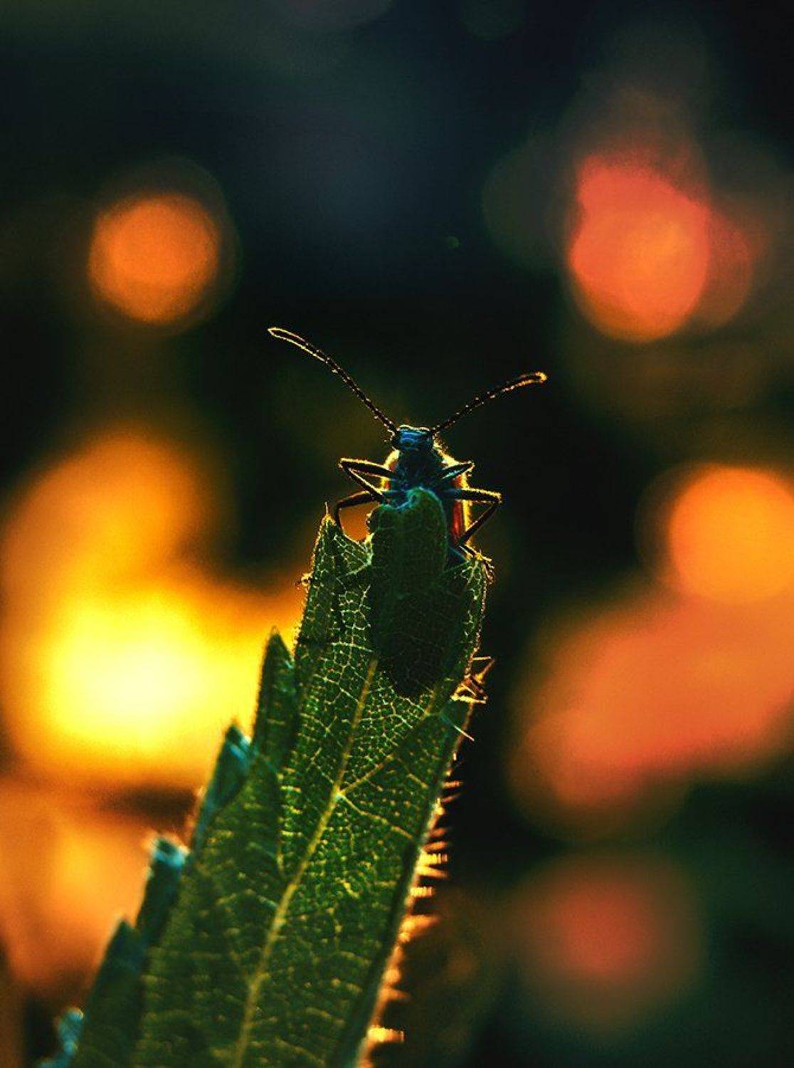 wake,macro,art,eleven,wake,sony,old,, Emerald Wake &copy;