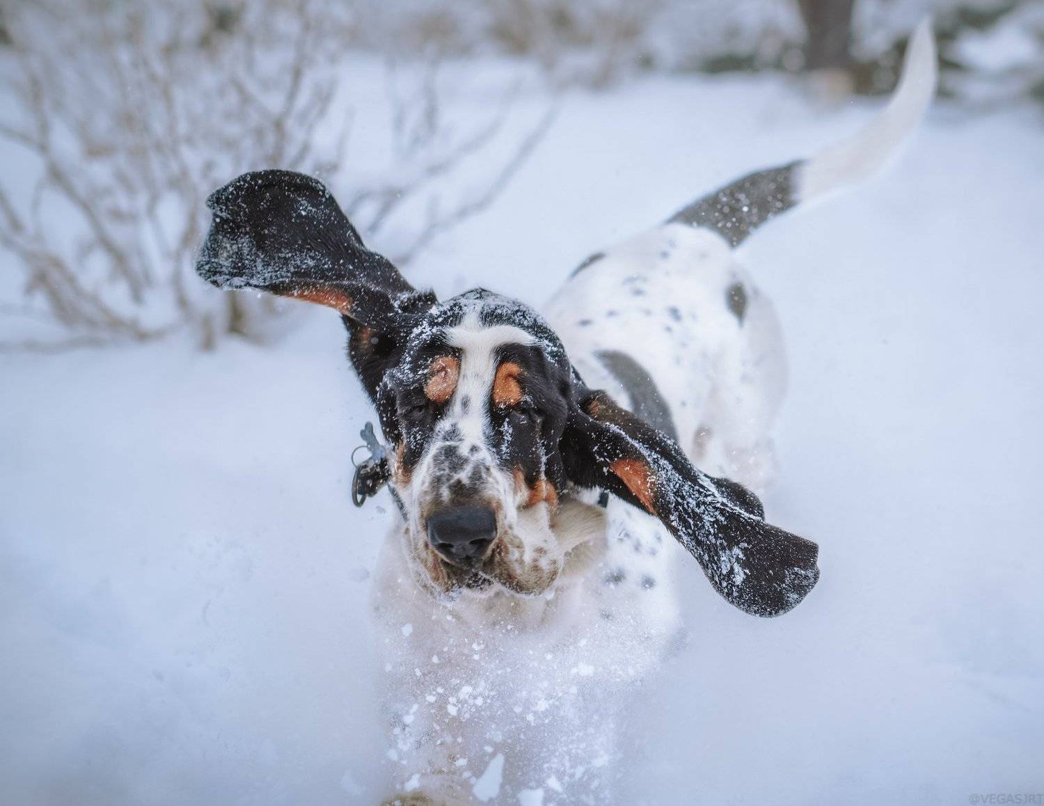 бассет, уши бассета, бассет зимойб собака, Irina