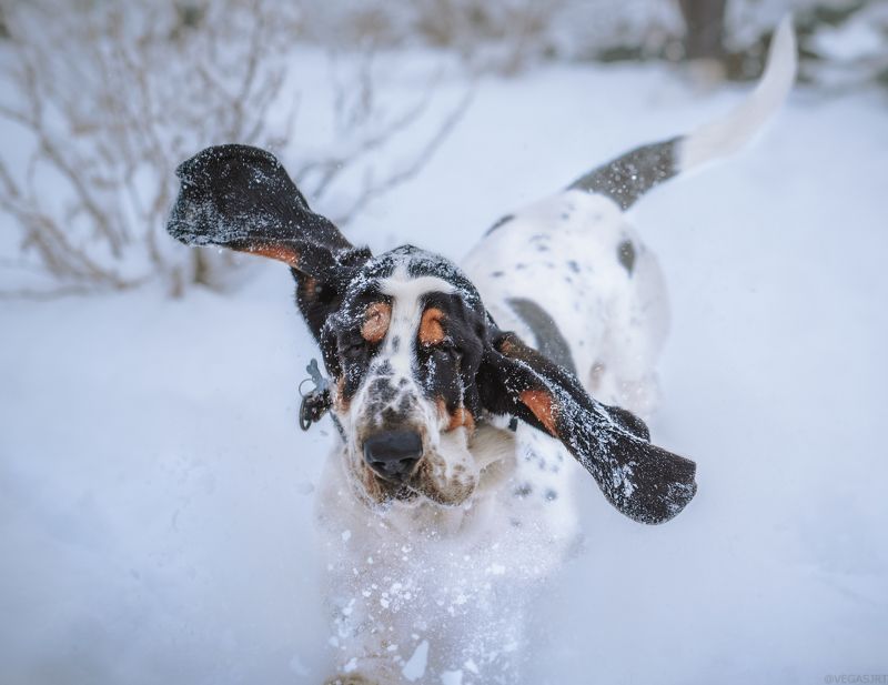 бассет, уши бассета, бассет зимойб собака Вот это размах фото превью