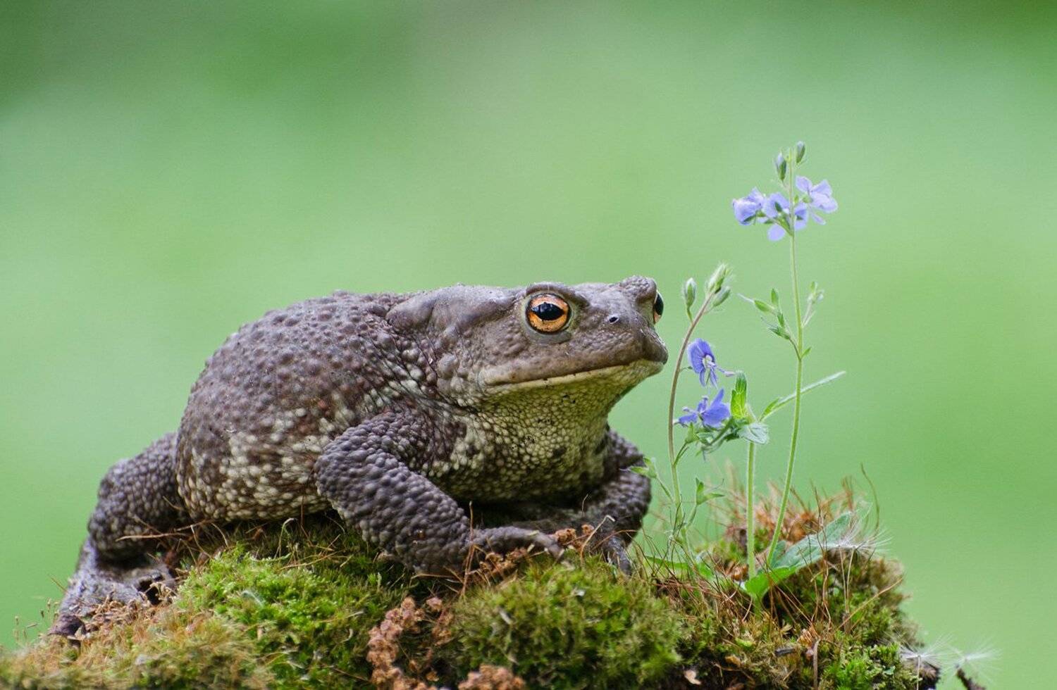 жаба серая, Михаил Агеев