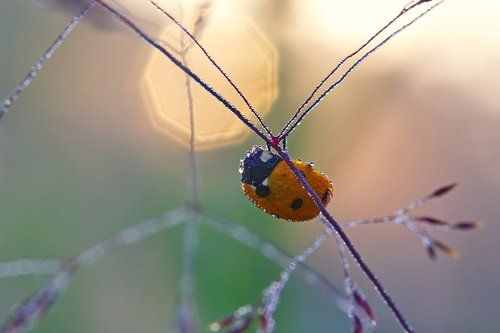 И первый солнца луч...