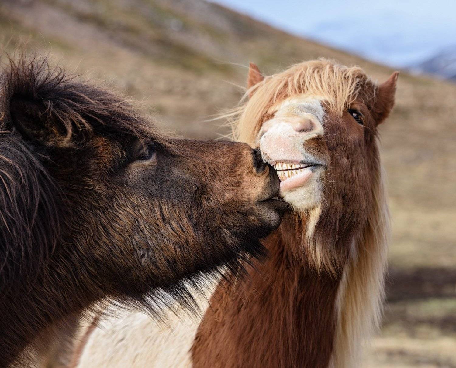, Андрей Ведерников