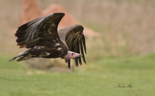 Vulture