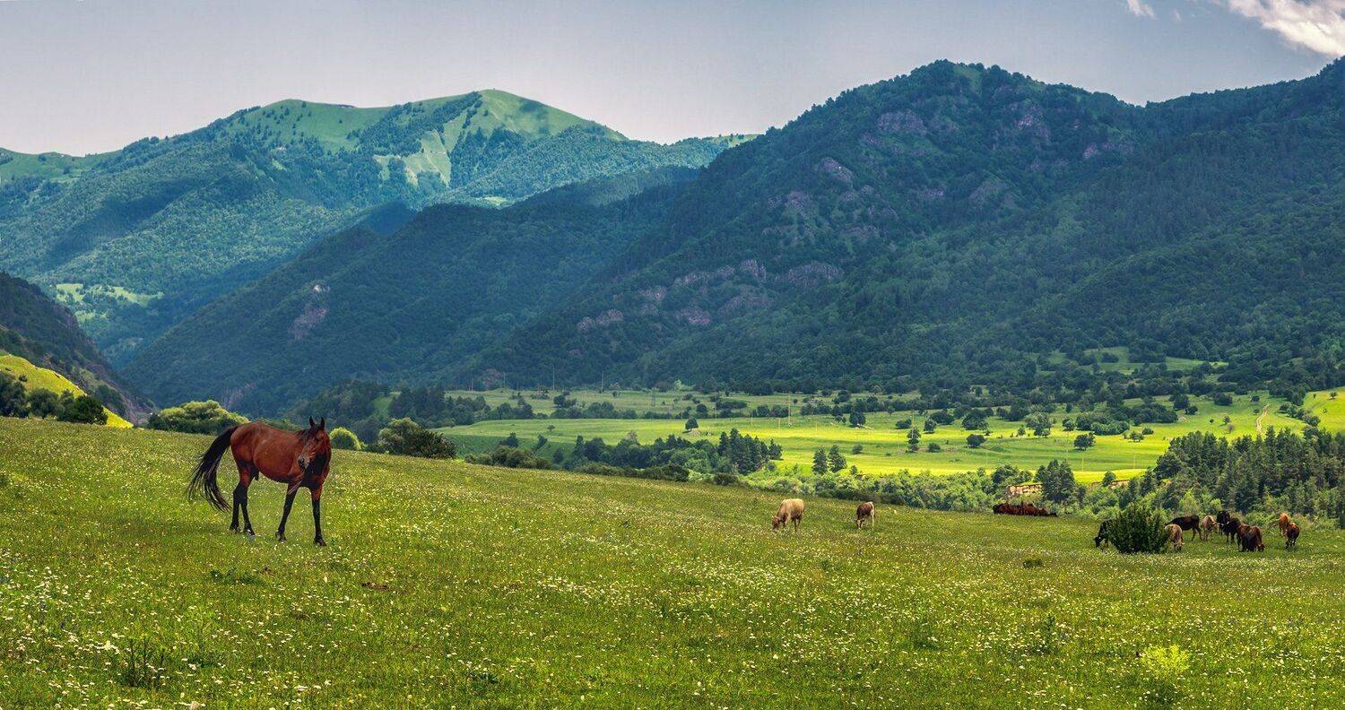 , Игорь Мелекесцев