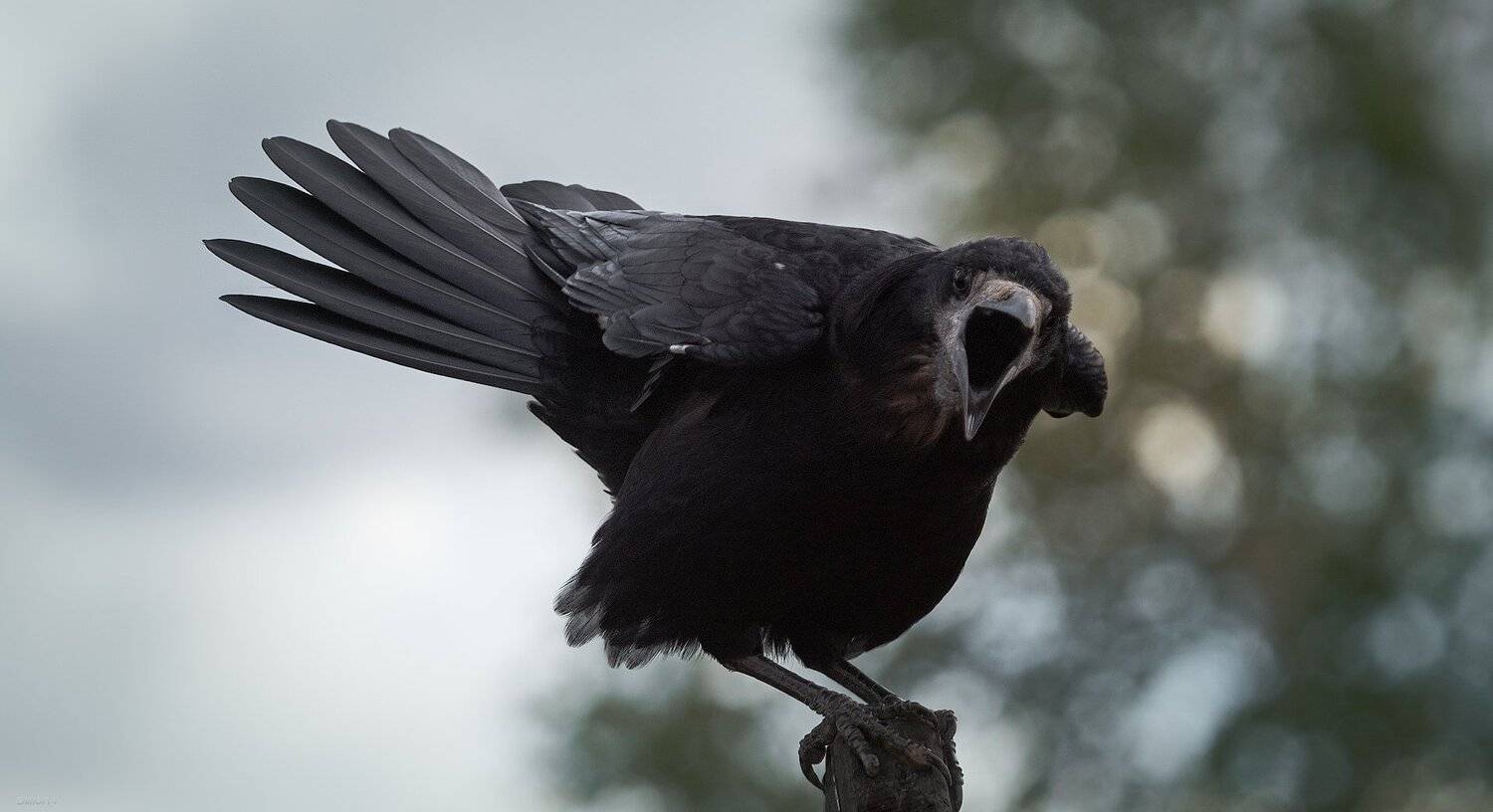 природа, лес, животные, птицы, Дмитрий Посевич