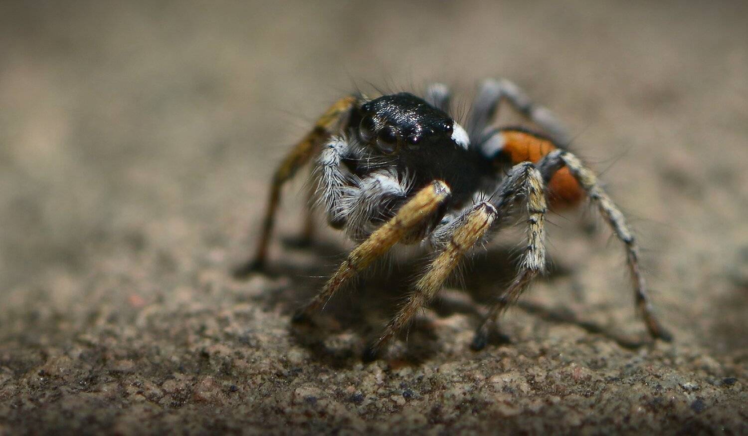 природа, макро, паук, скакунчик, Неля Рачкова