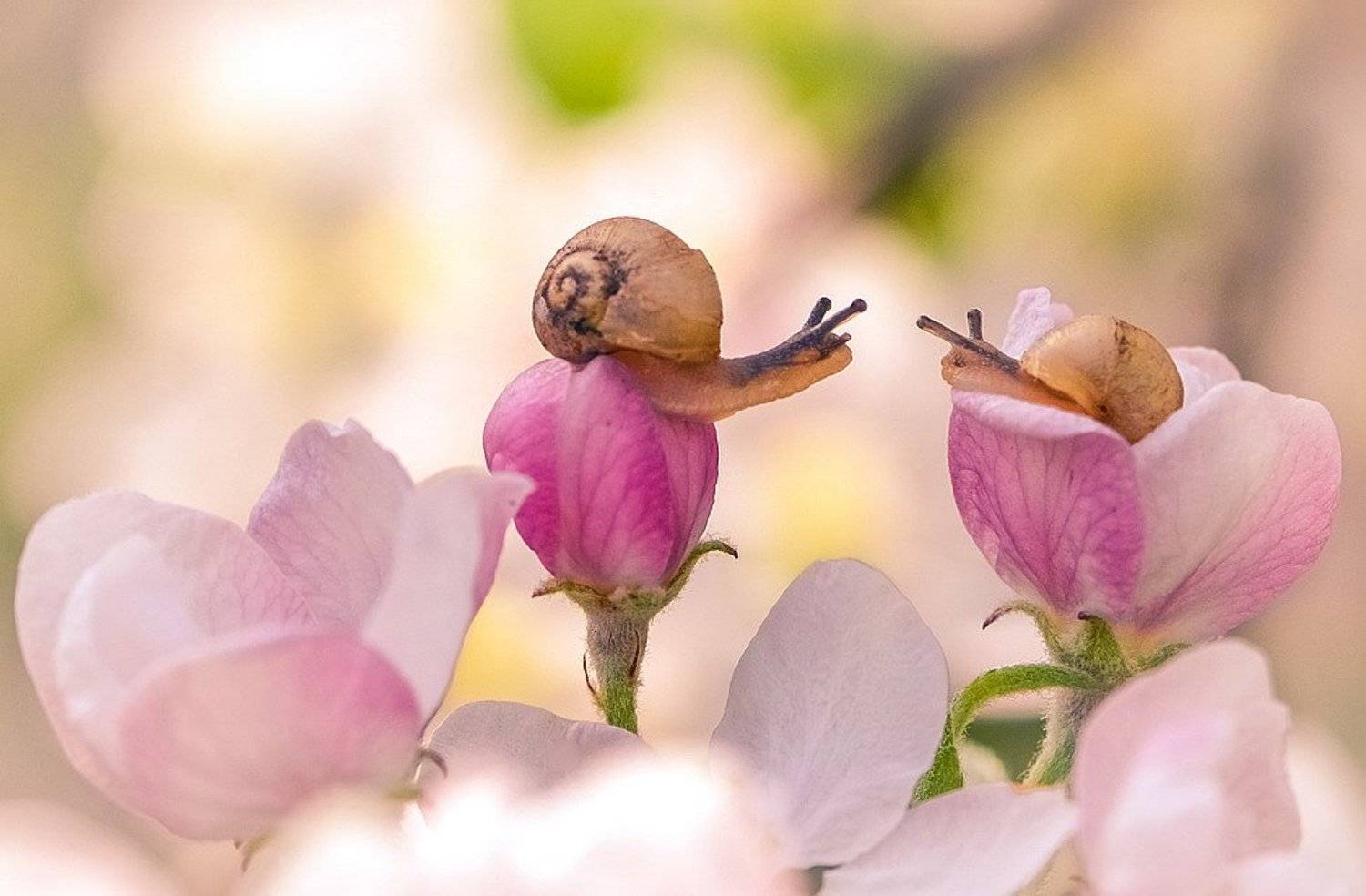 , Вячеслав Мищенко