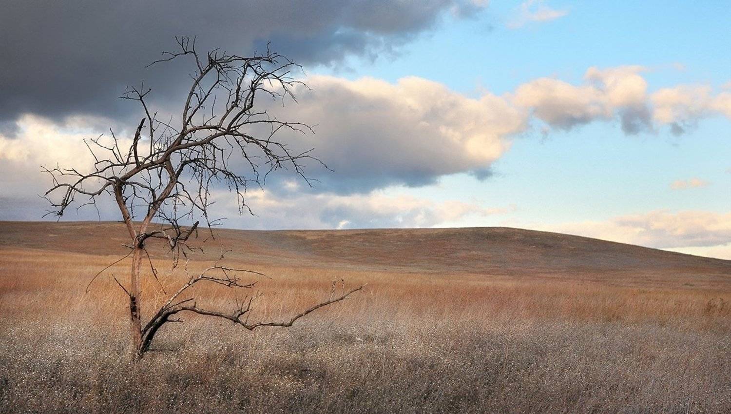 крым, степь, дерево, вечер, Лопухов Сергей