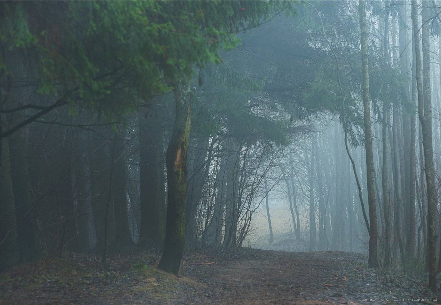 весна март деревья лесопарк медвежино облака беларусь сухарево запад-3 туман рассвет парк градиент тональная перспектива hdr ель 2017, Попков Александр