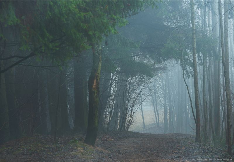 весна март деревья лесопарк медвежино облака беларусь сухарево запад-3 туман рассвет парк градиент тональная перспектива hdr ель 2017 Туманным весенним утром фото превью