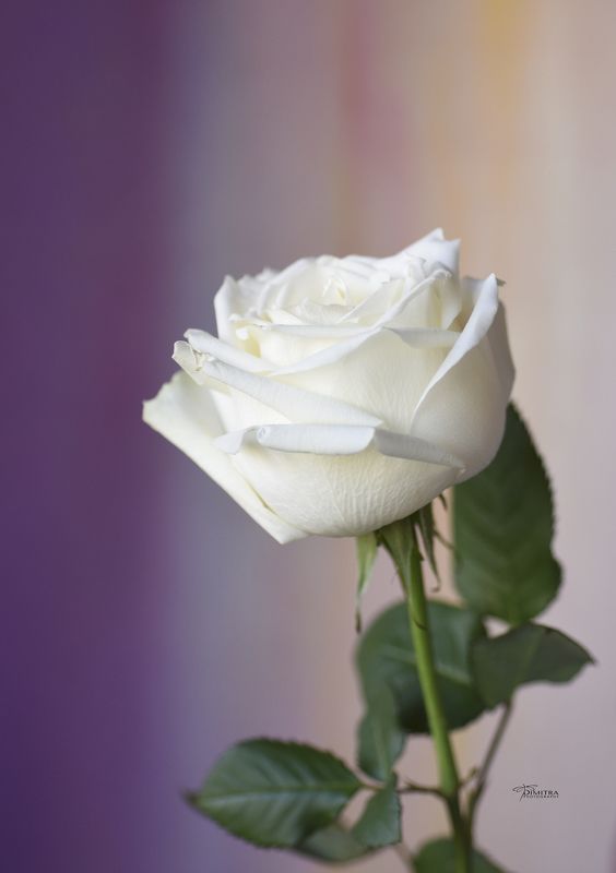 Белая принцесса  фото превью