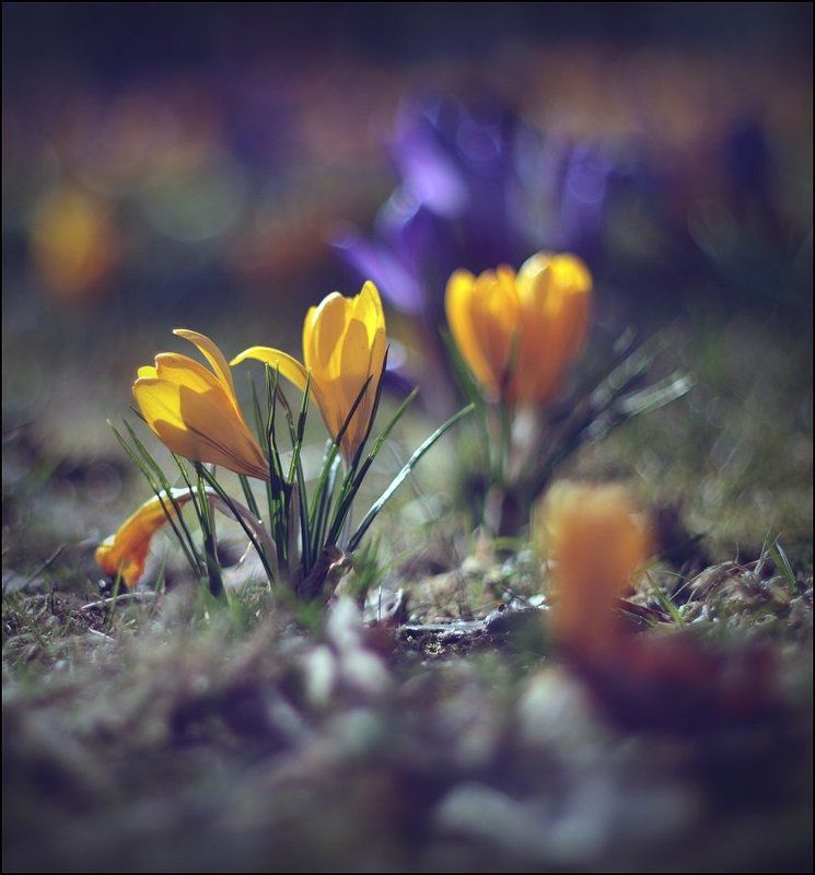 ... фото превью