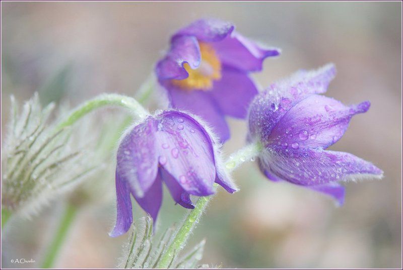 цветы,весна.сон,трава Сон трава фото превью