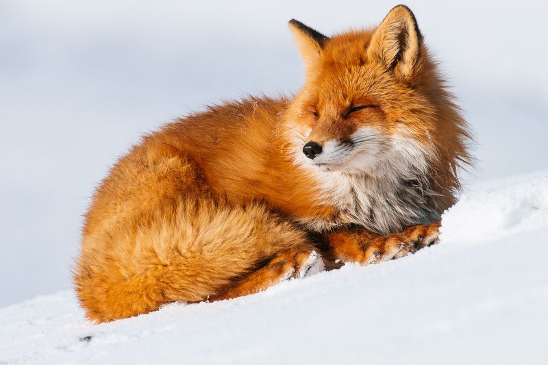 ... фото превью