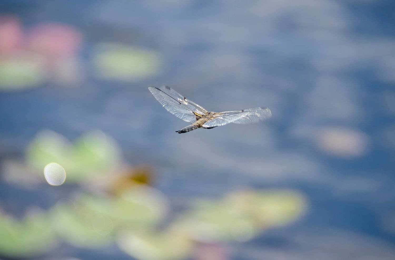 стрекоза четырёхпятнистая, насекомое, Libellula quadrimaculata, озеро, лето, вода, кувшинки, полёт, лёгкость, Ксения Соварцева