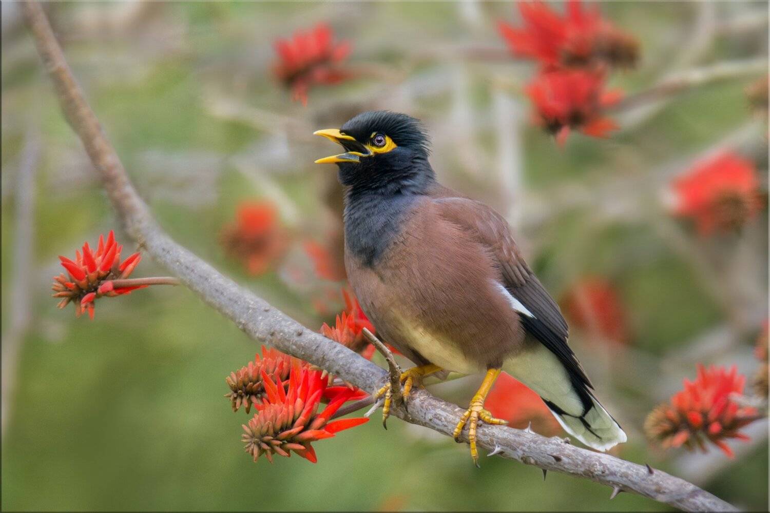 майна, эритрина, март, весна, Людмила Бекман