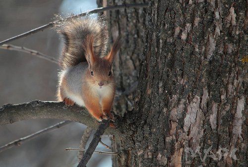 В ожидании орешка