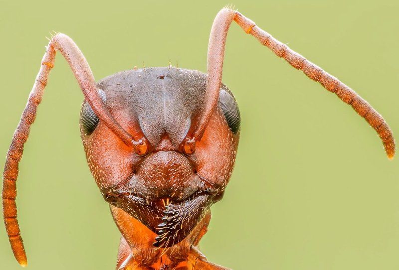 Formica sanguinea фото превью