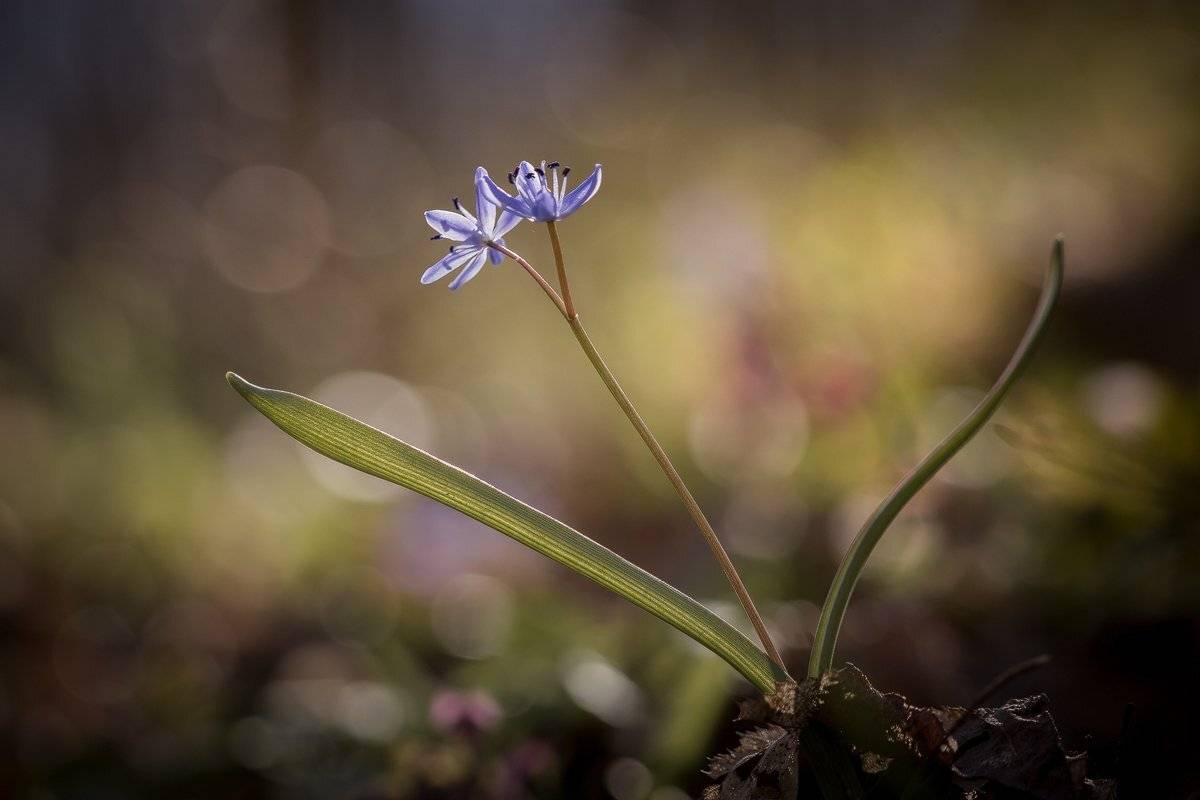, Nicolae Fanurie Chirobocea