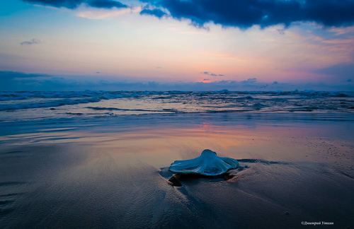 Немного о Командорах