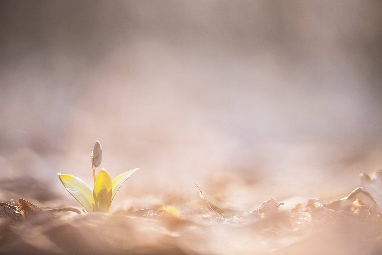 пролеска, свет, первоцвет, цвет, весна, март, воронеж, Геннадий Мещеряков