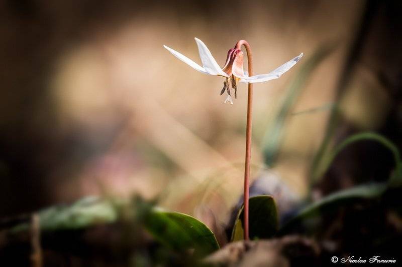 , Nicolae Fanurie Chirobocea