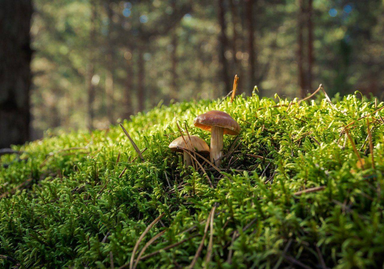 гриб, грибы, природа, мох, лес, Мержанов Дима