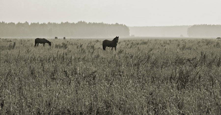, Артем Кодолов