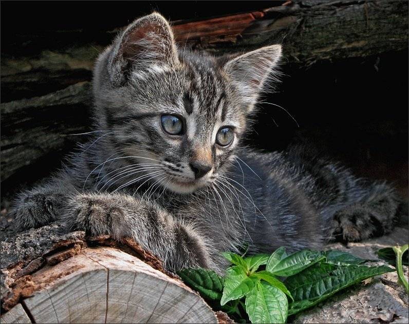 , Сергей Фудиненко